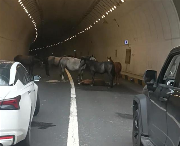 Small horse down, 5 adult horses 'blocking the road for help' - Police respond