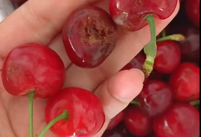 Massive Cherry Spoilage Sparks Dispute Over Cold Chain Guarantees