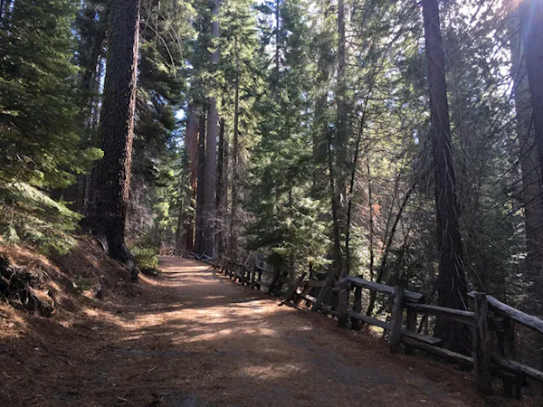 Tragic Accident: Google Engineer Dies After Being Struck by Tree Branch in Yosemite