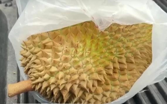   泰国一男子骑摩托追尾皮卡 一头扎到榴莲上：太惨！