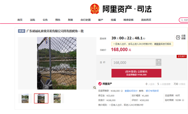 Live Alligator Listed on Alibaba Auction: "Self-Capture Required," Potential Buyers Fear Being Eaten