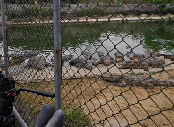 Live Alligator Listed on Alibaba Auction: "Self-Capture Required," Potential Buyers Fear Being Eaten