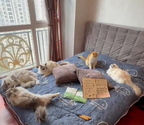 Guangzhou Guesthouse Offers Cat Cuddling Service: Over 700 Customers, Peak Season Prices Exceed ¥1000