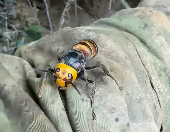 Asian giant hornet