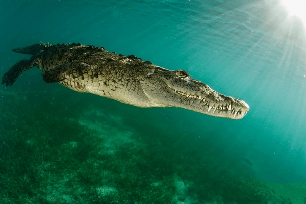 Rider claims to deliver dead crocodile: it came back to life on the way