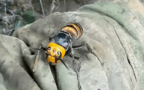 Famed Bee Hunter Jian Ge Dies After Wasp Attack